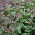 Pulmonaria s. 'Mrs Moon'