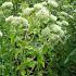 Pycnanthemum pilosum