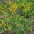 Ranunculus acris 'Multiplex'