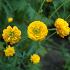 Ranunculus acris 'Multiplex'