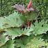 Rheum palmatum tanguticum