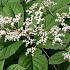 Rodgersia aesculifolia