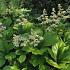 Rodgersia aesculifolia