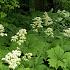 Rodgersia podophylla