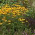 Rudbeckia fulgida deamii