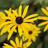 Rudbeckia fulgida deamii