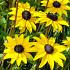 Rudbeckia fulgida fulgida