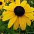 Rudbeckia fulgida fulgida