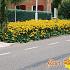 Rudbeckia f. 'Goldsturm'