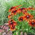 Rudbeckia hirta 'Autumn Colors'