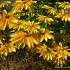 Rudbeckia hirta 'Prairie Sun'