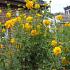 Rudbeckia laciniata 'Goldquelle'