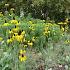 Rudbeckia maxima