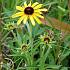 Rudbeckia missouriensis