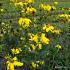 Rudbeckia nitida 'Herbstsonne'