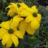 Rudbeckia nitida 'Herbstsonne'