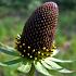 Rudbeckia occident. 'Green Wizard'