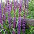 Salvia nemorosa 'Blaukönigin'