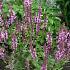 Salvia nemorosa 'Rose Queen'