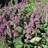 Salvia verticillata 'Purple Rain'