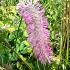 Sanguisorba obtusa