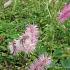 Sanguisorba obtusa