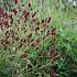 Sanguisorba offic. 'Red Thunder'