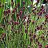 Sanguisorba offic. 'Tanna'