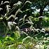 Sanguisorba tenuifolia alba