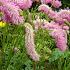 Sanguisorba 'Pink Brushes'