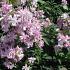 Saponaria officinalis 'Rosea Plena'