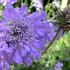 Scabiosa col. 'Butterfly Blue'