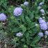 Scabiosa col. 'Butterfly Blue'