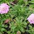 Scabiosa col. 'Pink Mist'