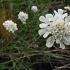 Scabiosa ochroleuca