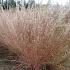 Schizachyrium scoparium