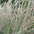 Schizachyrium scop. 'Wildwest'