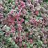 Sedum album 'Coral Carpet'