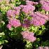 Sedum spectabile 'Brillant'