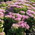 Sedum spectabile 'Brillant'