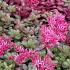 Sedum spurium 'Fuldaglut'