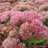 Sedum 'Herbstfreude'