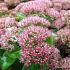 Sedum 'Herbstfreude'