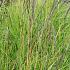 Sesleria autumnalis