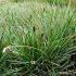 Sesleria caerulea