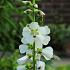 Sidalcea candida 'Bianca'