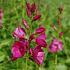 Sidalcea oregana 'Brilliant'