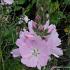 Sidalcea 'Elsie Heugh'