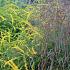 Solidago rugosa 'Fireworks'