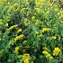 Solidago sphacelata 'Golden Fleece'